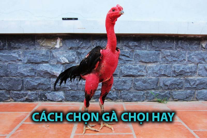 Cách chọn gà chọi hay đảm bảo bách thắng khi ra sân